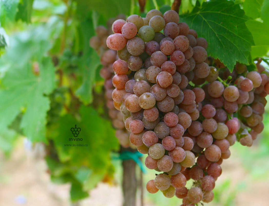 Odrůda Pálava je spojením tradičního vinařství s moderním přístupem