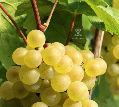 Současný význam Chardonnay a zajímavosti